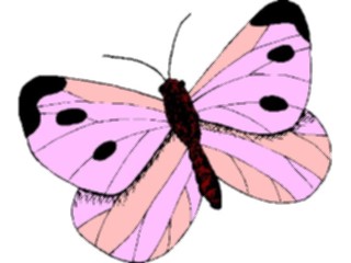 Sticker Custom Preview Image #023799 Animals Insects Butterfly144