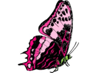 Sticker Custom Preview Image #023801 Animals Insects Butterfly146