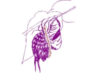 Sticker Custom Preview Image #023812 Animals Insects Butterfly Emerging2