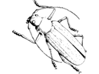 Sticker Custom Preview Image #023834 Animals Insects Crawling Insect01