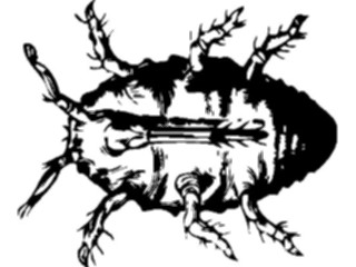 Sticker Custom Preview Image #023836 Animals Insects Crawling Insect03