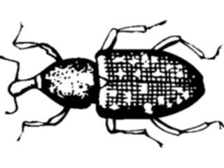 Sticker Custom Preview Image #023843 Animals Insects Crawling Insect10