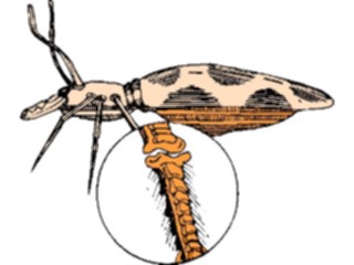 Sticker Custom Preview Image #023870 Animals Insects Crawling Insect37