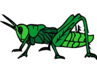 Sticker Custom Preview Image #023873 Animals Insects Cricket1