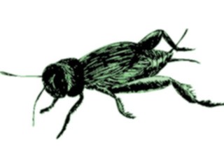 Sticker Custom Preview Image #023875 Animals Insects Cricket3