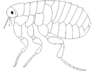 Sticker Custom Preview Image #023891 Animals Insects Flea1