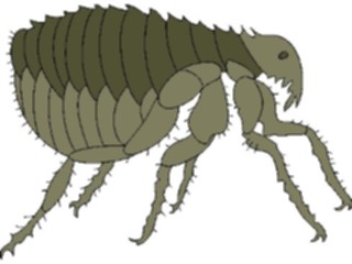 Sticker Custom Preview Image #023892 Animals Insects Flea2