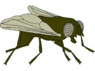 Sticker Custom Preview Image #023897 Animals Insects Fly05