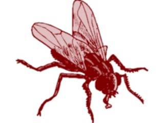 Sticker Custom Preview Image #023905 Animals Insects Fly13