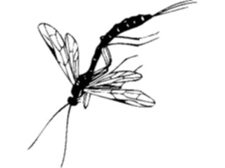 Sticker Custom Preview Image #023910 Animals Insects Flying Insect04