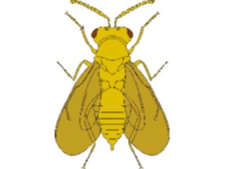 Sticker Custom Preview Image #023917 Animals Insects Flying Insect11