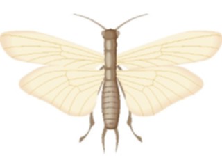 Sticker Custom Preview Image #023922 Animals Insects Flying Insect16