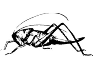 Sticker Custom Preview Image #023926 Animals Insects Grasshopper01