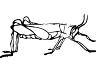 Sticker Custom Preview Image #023927 Animals Insects Grasshopper02