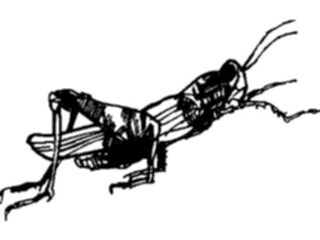 Sticker Custom Preview Image #023928 Animals Insects Grasshopper03