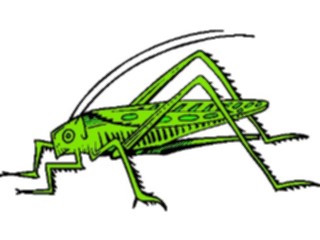 Sticker Custom Preview Image #023931 Animals Insects Grasshopper06