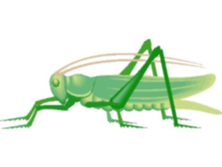 Sticker Custom Preview Image #023932 Animals Insects Grasshopper07