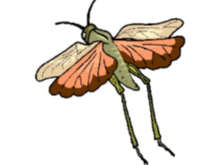 Sticker Custom Preview Image #023936 Animals Insects Grasshopper11