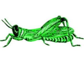 Sticker Custom Preview Image #023937 Animals Insects Grasshopper12