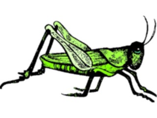 Sticker Custom Preview Image #023938 Animals Insects Grasshopper13
