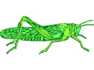 Sticker Custom Preview Image #023939 Animals Insects Grasshopper14