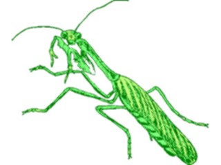 Sticker Custom Preview Image #023940 Animals Insects Grasshopper15