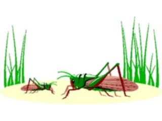 Sticker Custom Preview Image #023942 Animals Insects Grasshoppers