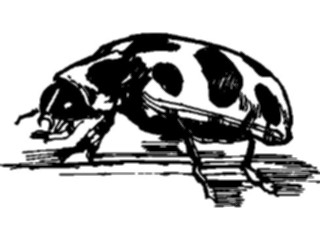 Sticker Custom Preview Image #023944 Animals Insects Insect2