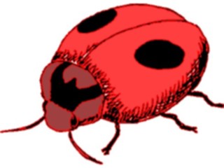 Sticker Custom Preview Image #023961 Animals Insects Ladybug9