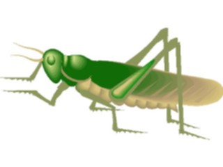 Sticker Custom Preview Image #023965 Animals Insects Locust