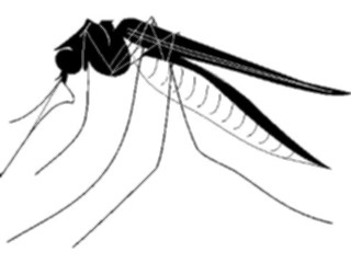 Sticker Custom Preview Image #023968 Animals Insects Mosquito2