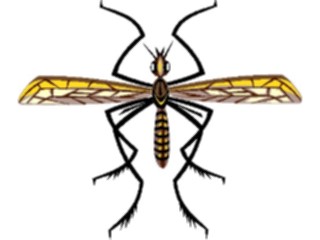 Sticker Custom Preview Image #023971 Animals Insects Mosquito5