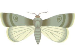 Sticker Custom Preview Image #023978 Animals Insects Moth03