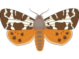 Sticker Custom Preview Image #023979 Animals Insects Moth04