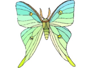 Sticker Custom Preview Image #023982 Animals Insects Moth07