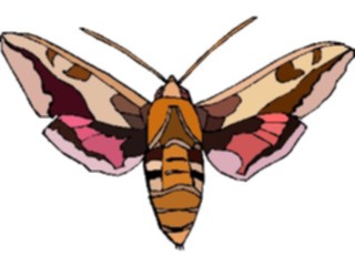 Sticker Custom Preview Image #023983 Animals Insects Moth08