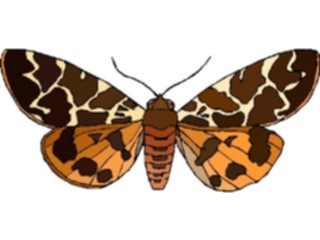 Sticker Custom Preview Image #023984 Animals Insects Moth09
