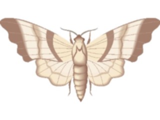 Sticker Custom Preview Image #023987 Animals Insects Moth12