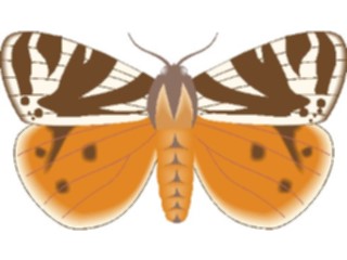 Sticker Custom Preview Image #023988 Animals Insects Moth13