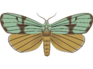 Sticker Custom Preview Image #023989 Animals Insects Moth14