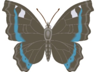 Sticker Custom Preview Image #023990 Animals Insects Moth15