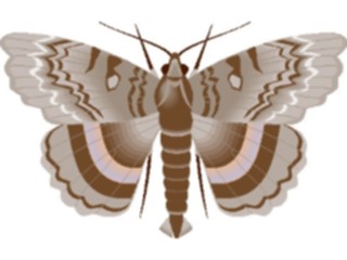 Sticker Custom Preview Image #023992 Animals Insects Moth17