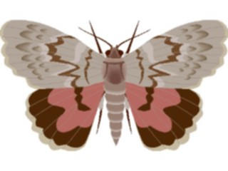 Sticker Custom Preview Image #023993 Animals Insects Moth18