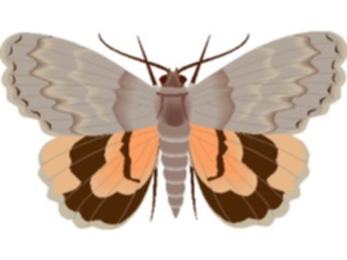 Sticker Custom Preview Image #023994 Animals Insects Moth19