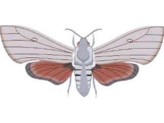 Sticker Custom Preview Image #023995 Animals Insects Moth20