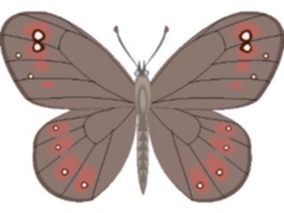 Sticker Custom Preview Image #024002 Animals Insects Moth27