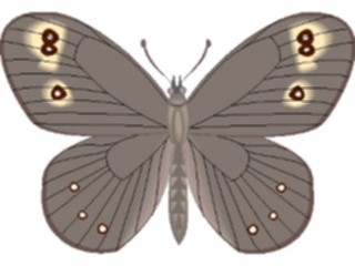 Sticker Custom Preview Image #024003 Animals Insects Moth28