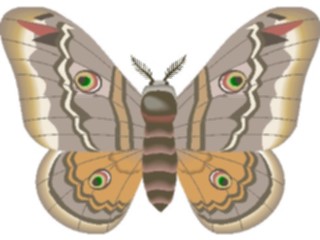 Sticker Custom Preview Image #024004 Animals Insects Moth29