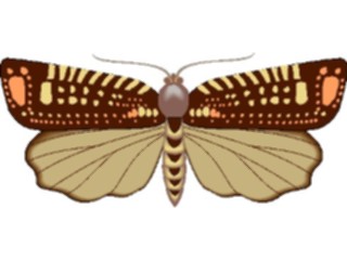 Sticker Custom Preview Image #024007 Animals Insects Moth32