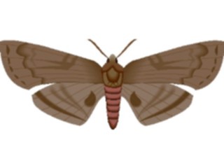 Sticker Custom Preview Image #024008 Animals Insects Moth33